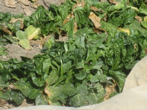 Overwintered spinach