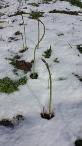 Asparagus waving up above the snow.