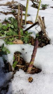 Asparagus peeking up from the snow.