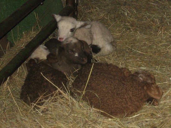 Lambs nestled in hay.