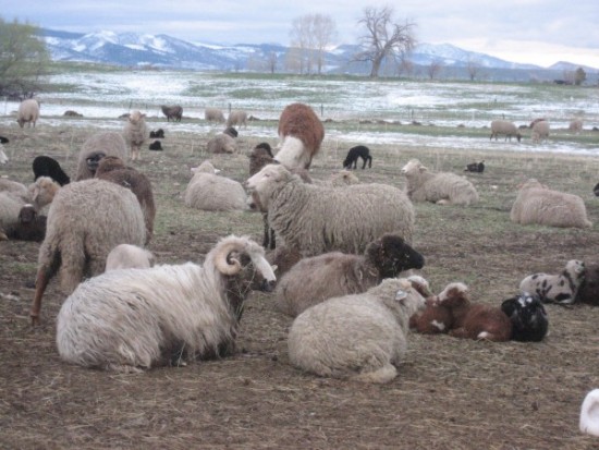 2016 Lambing Season