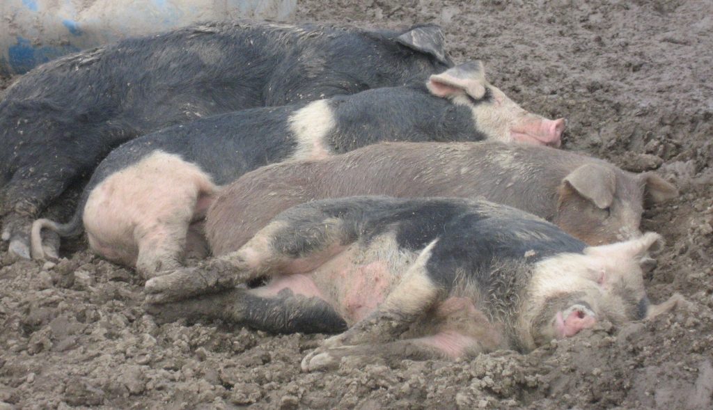 Sleeping juvenile pigs