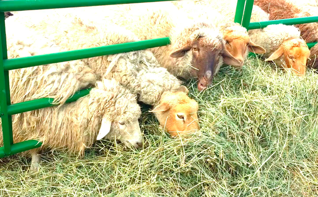 Sheep, lambs and the Akbash Chloe