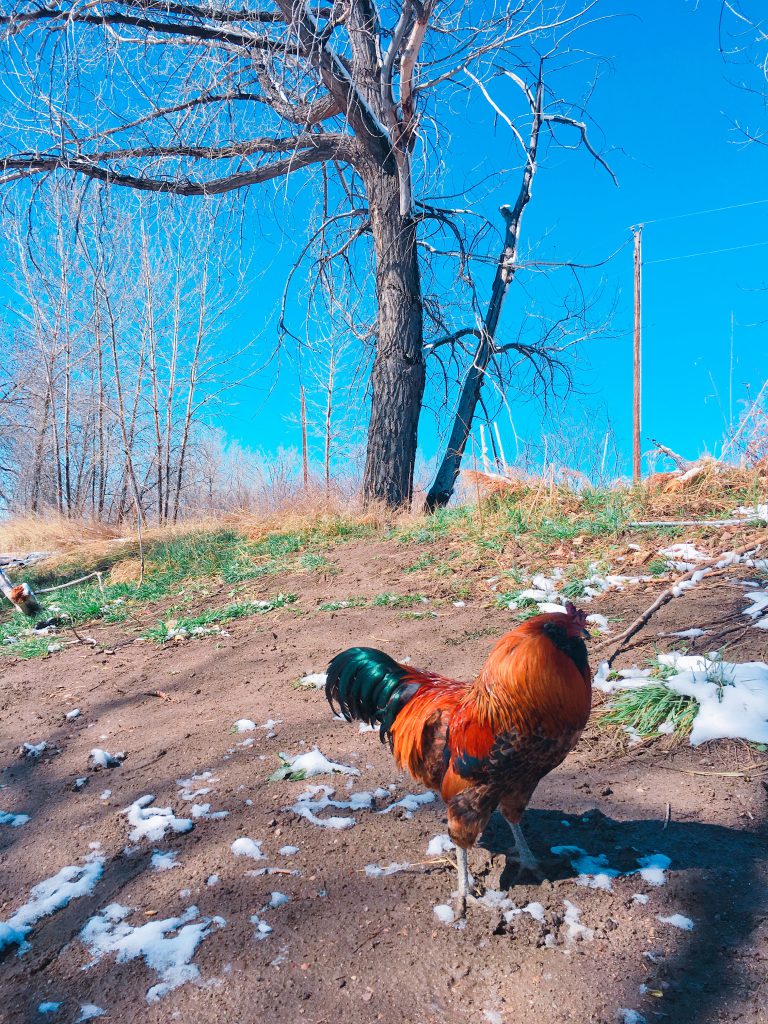 A farm chicken enjoying a sunny, and muddy, afternoon.