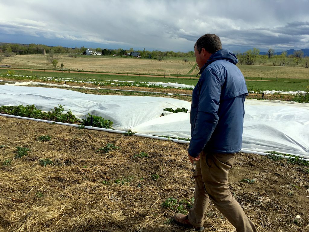 Eric walks the fields counting artichoke (!) plants. We have nearly 150 this year — artichokes are not supposed to grow in Colorado. But after 7 years of trial and error, we figured it out. 