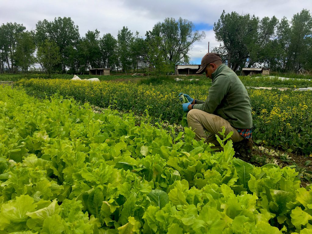 Jorge harvesting lettuce.