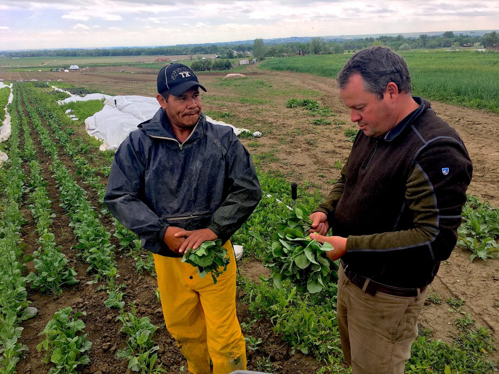 Eric and Ruben discussing the gai lan (Chinese broccoli) harvest.
