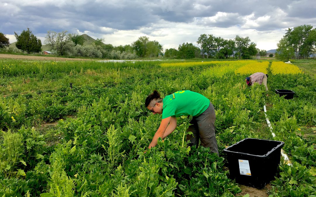 The Mighty Market List — Plus Delicious Cover Crops and Chrysanthemums