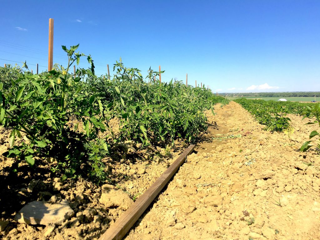 The border between Tomato Land and the Province of Peppers.