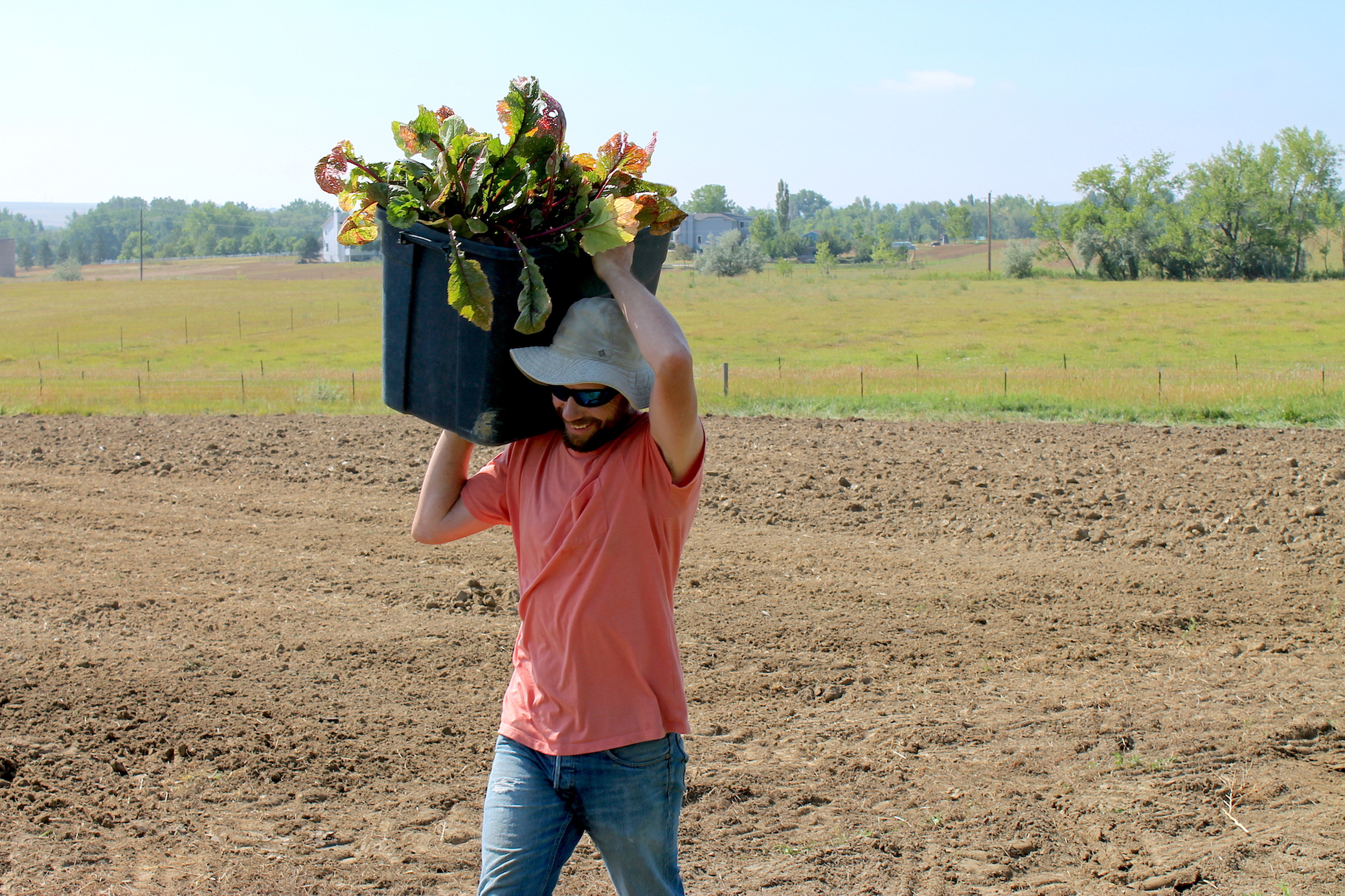 Jake hauling beets from the field to the washing station.