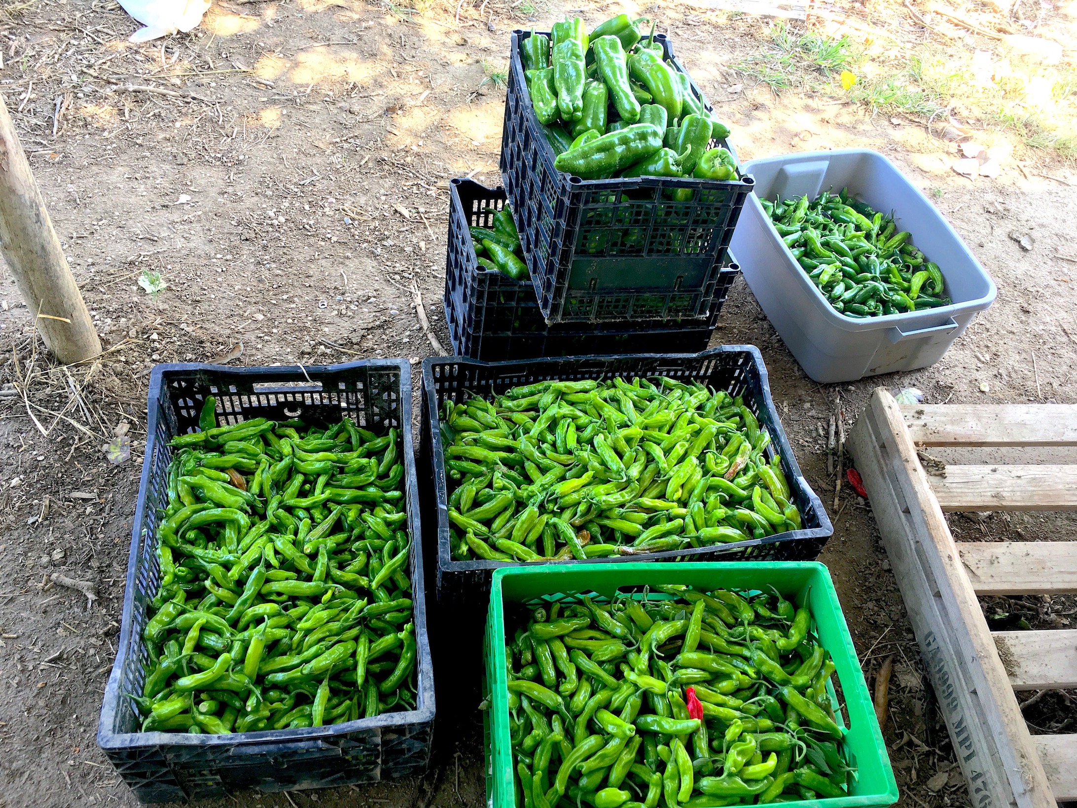 We went pepper-crazy this year.