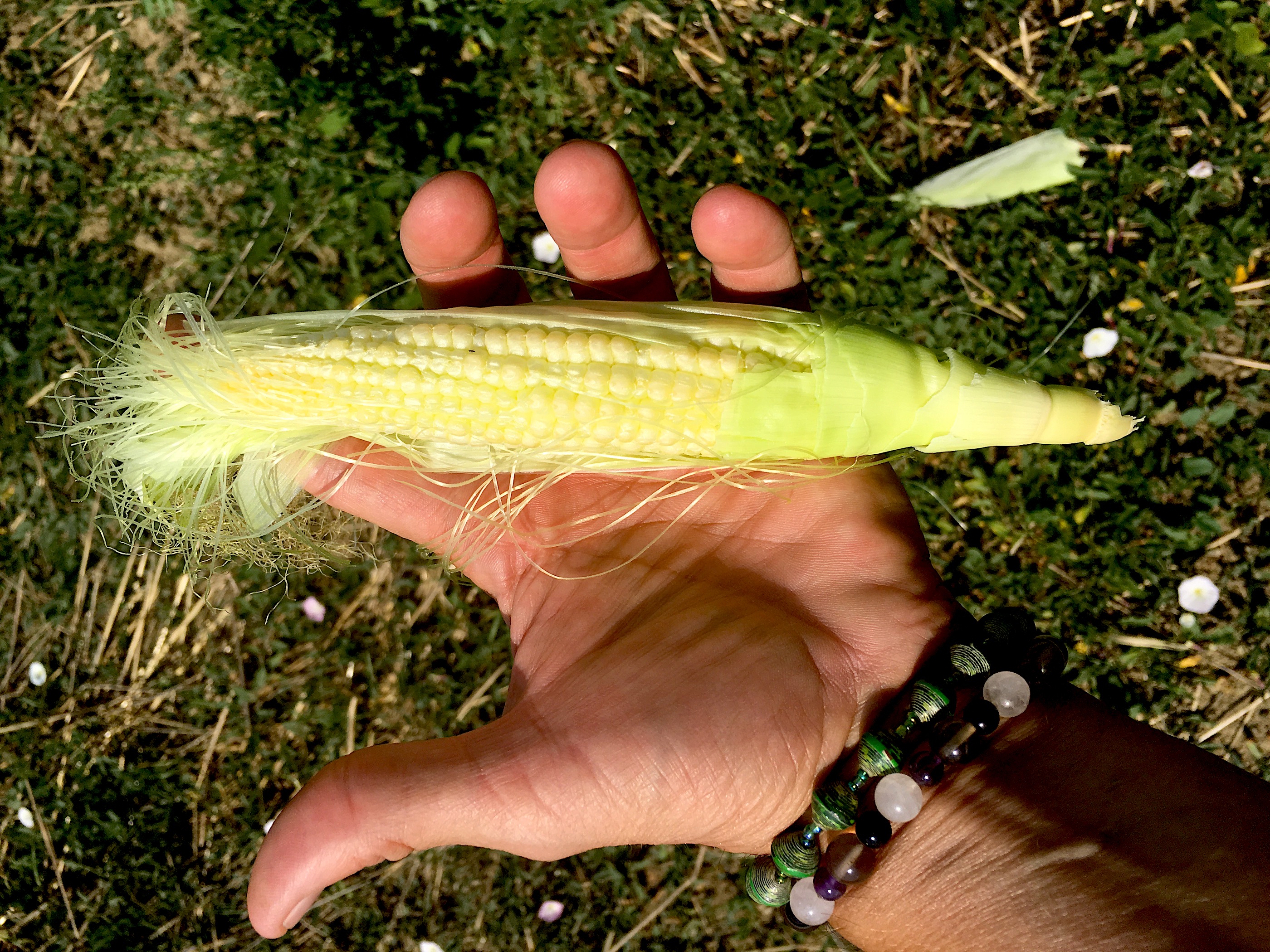 From-the-field baby corn (as opposed to the pickled baby corn you last tasted in that take-out kung pao chicken) is a thing of extravagant flavor. The original candy corn. You eat it whole, cob and all.