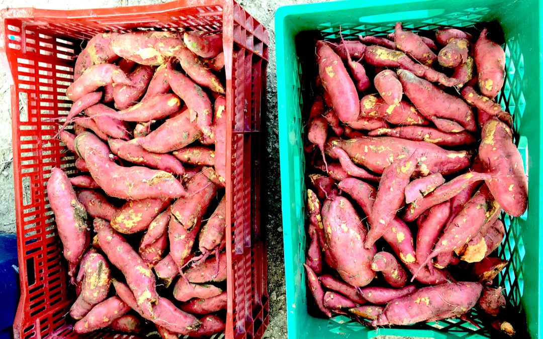 Sweet Potatoes at the Market