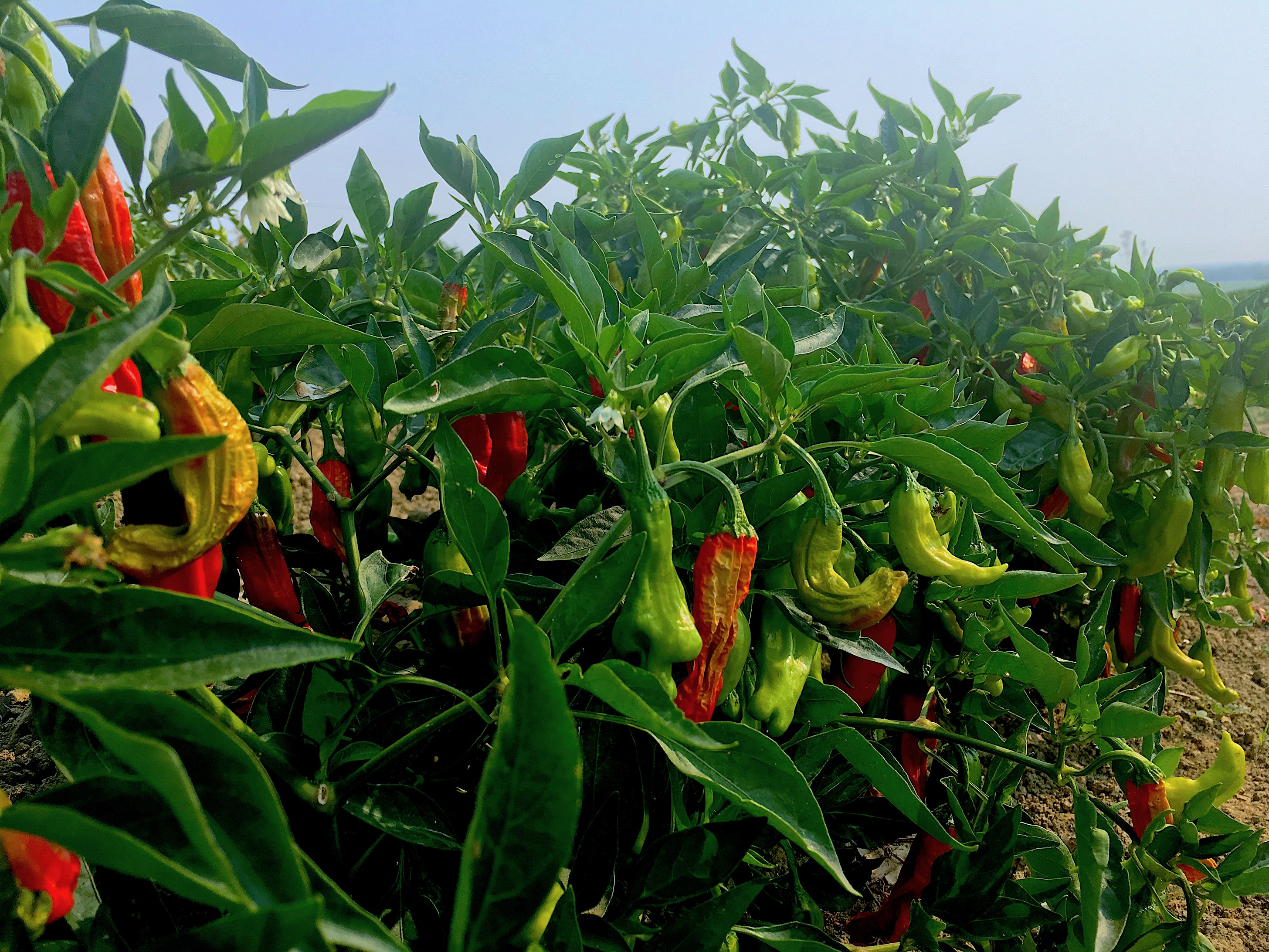The shishito pepper forest is something to behold.