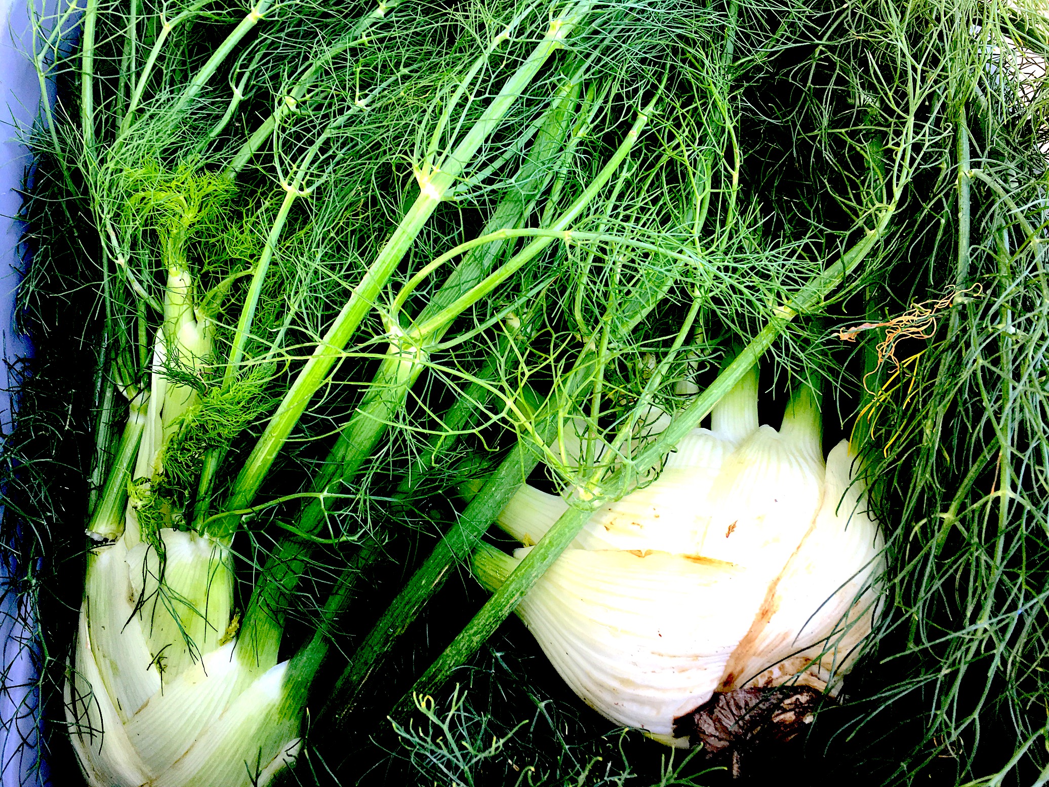 The fennel is gorgeous this weekend.