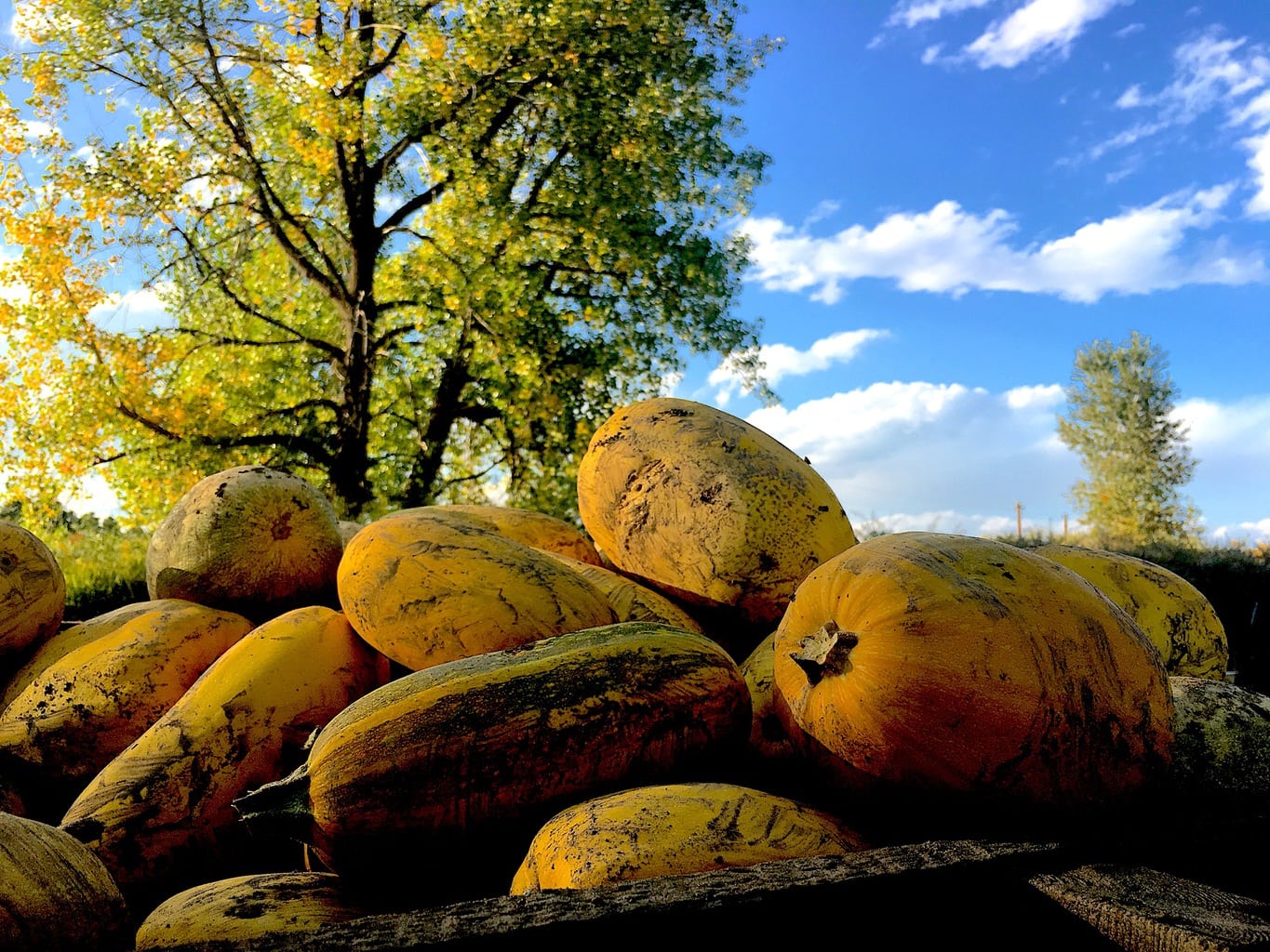 It's squash, yes. But it's also the season for a lot of other things, too. 