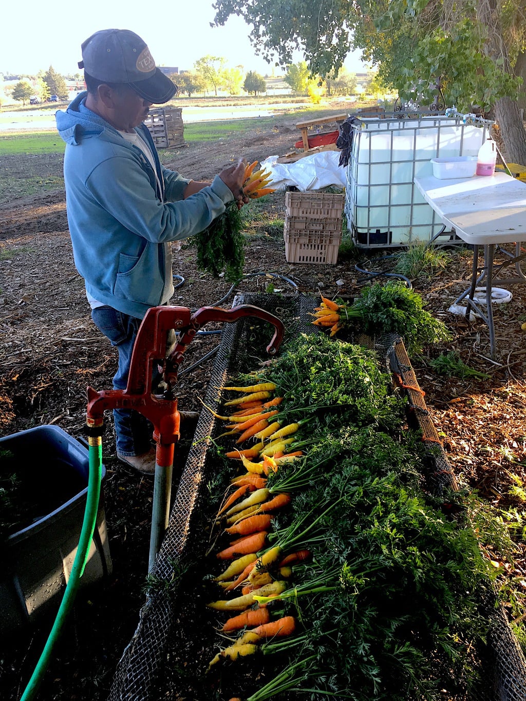 As the season for many plants persists well into November, cleaning vegetables, like these carrots, becomes increasingly more difficult. Cold!