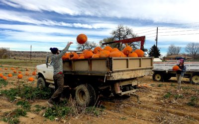 Farm to Table Pumpkins for Pigs