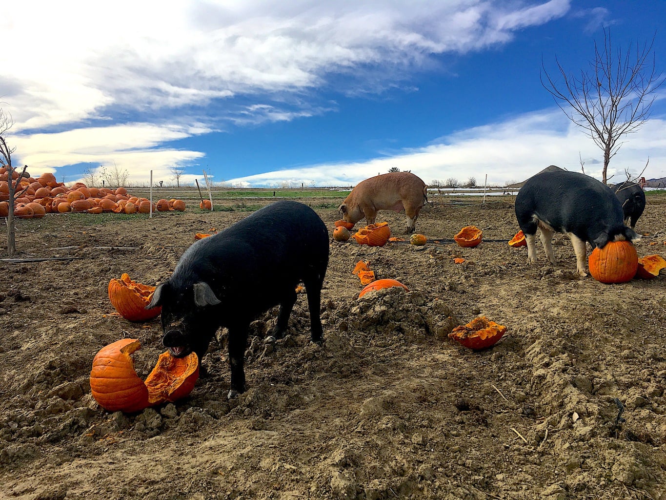 Pigs are central to the farm-to-table operation at Black Cat Farm.