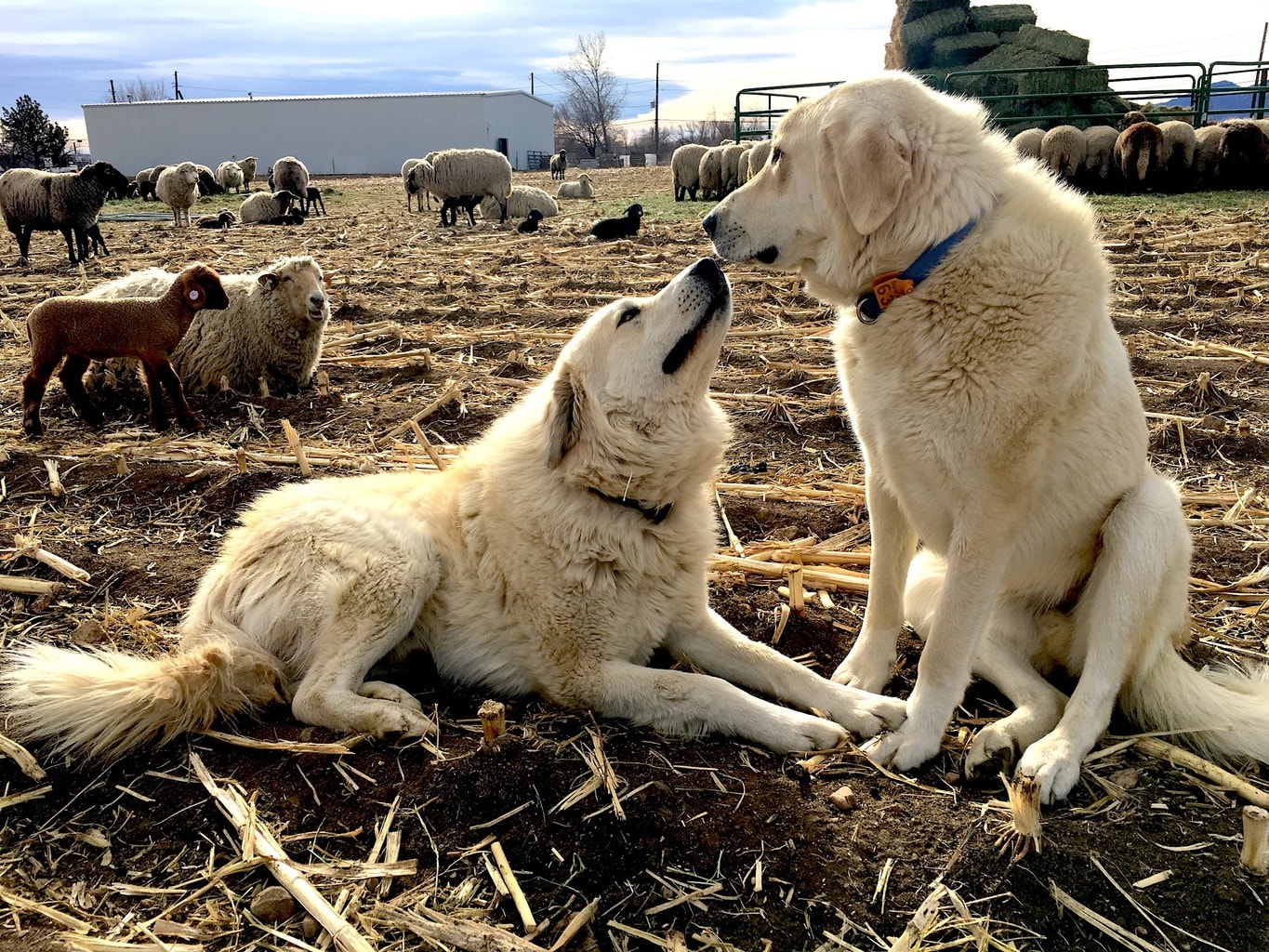 Akbash sheepdogs are vital for the farm-to-table operation Black Cat Farm, which supports Black Cat Bistro and Bramble & Hare restaurant in Boulder, Colorado.