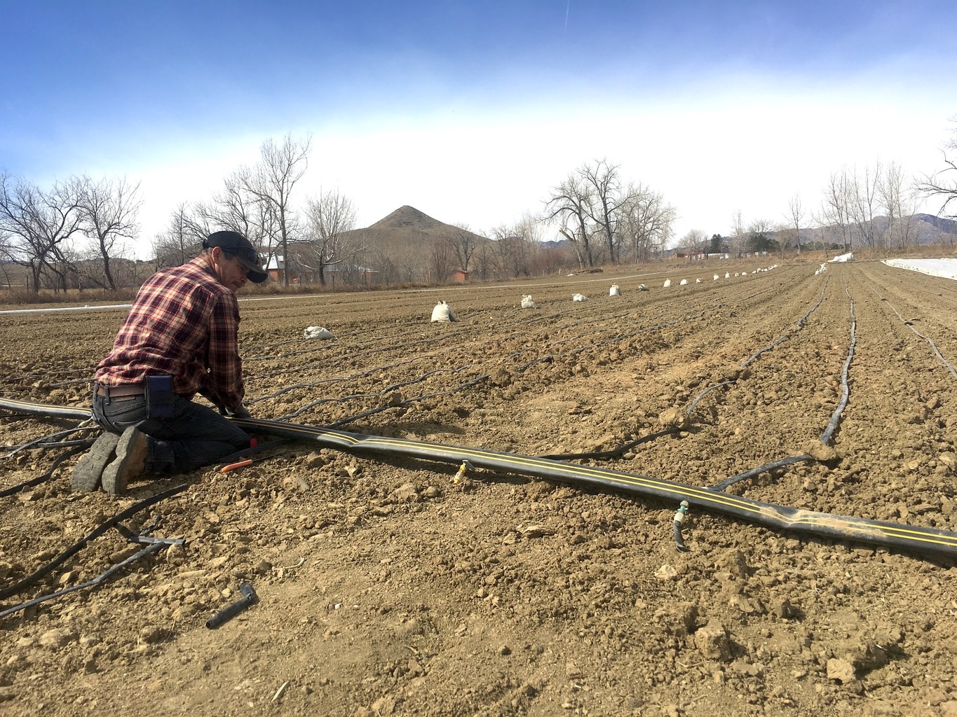 Seasonal farm worker Ruben prepping irrigation for Black Cat Farm, the only biodynamic and organic farm-to-table operation in the United States. It supplies Black Cat Bistro and Bramble & Hare in Boulder, Colorado with produce and meat year-round.