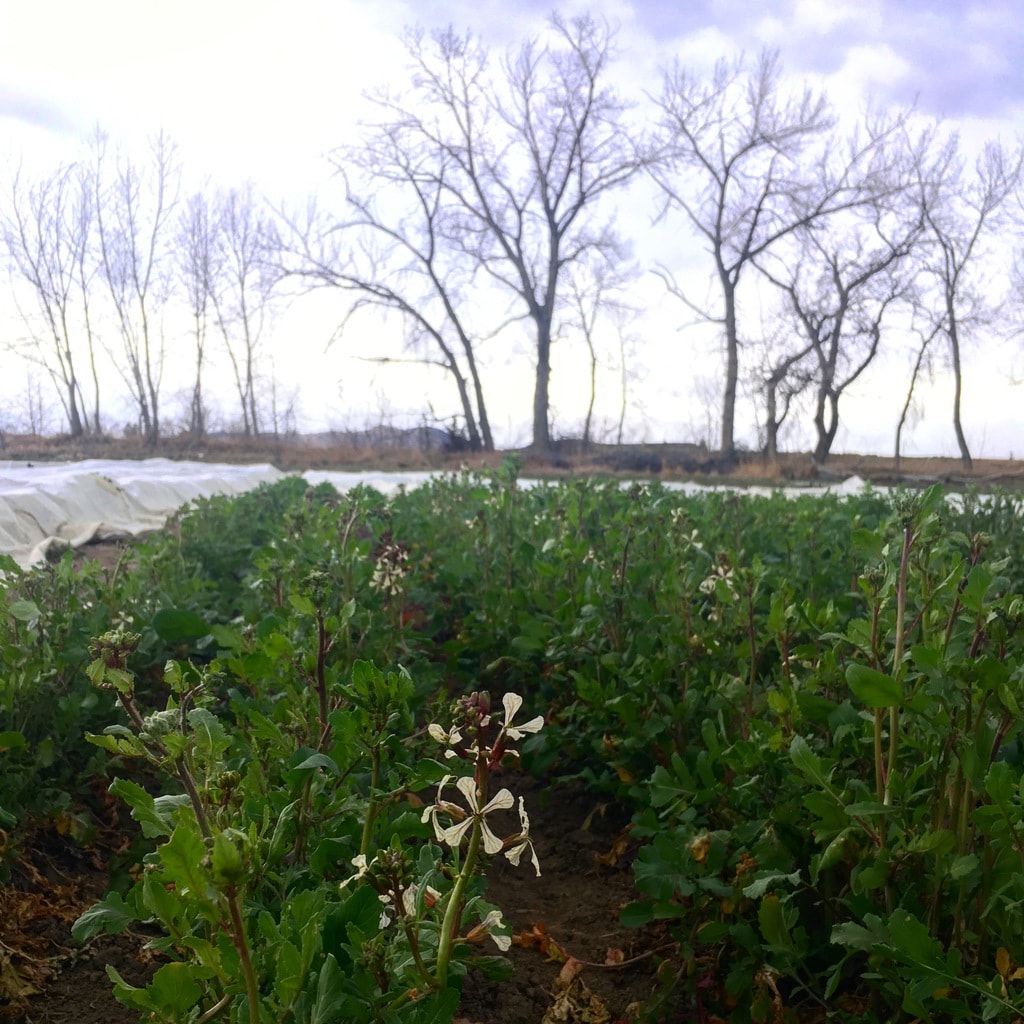 Arugula is overwintered on Black Cat Farm in Boulder, Colorado, and as a result if flowers as early as March. The organic and biodynamic certified farm supplies food for Black Cat Bistro and Bramble & Hare restaurants.