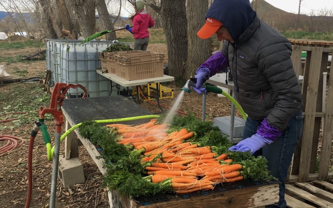Windy Week, Bountiful Market Harvest