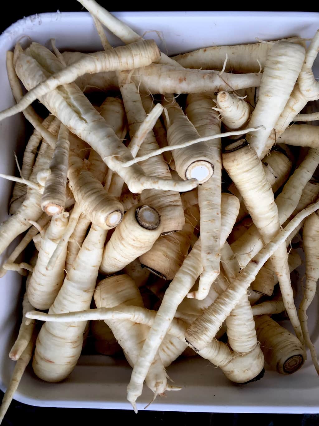 Parsnips harvested from the organic and biodyamic certified Black Cat Farm in Boulder, Colorado.