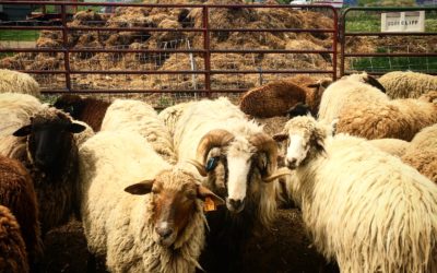 Big Week on Black Cat Farm — Sheep Shearing