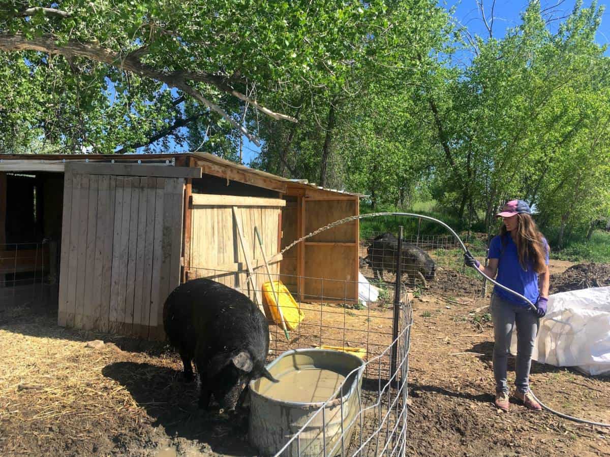 Pigs getting cooled-down by Sydney on Black Cat Farm, which supplies most of the food for Bramble & Hare and Black Cat Bistro restaurants in Boulder, Colorado. The farm-to-table operation is biodynamic and organic certified.