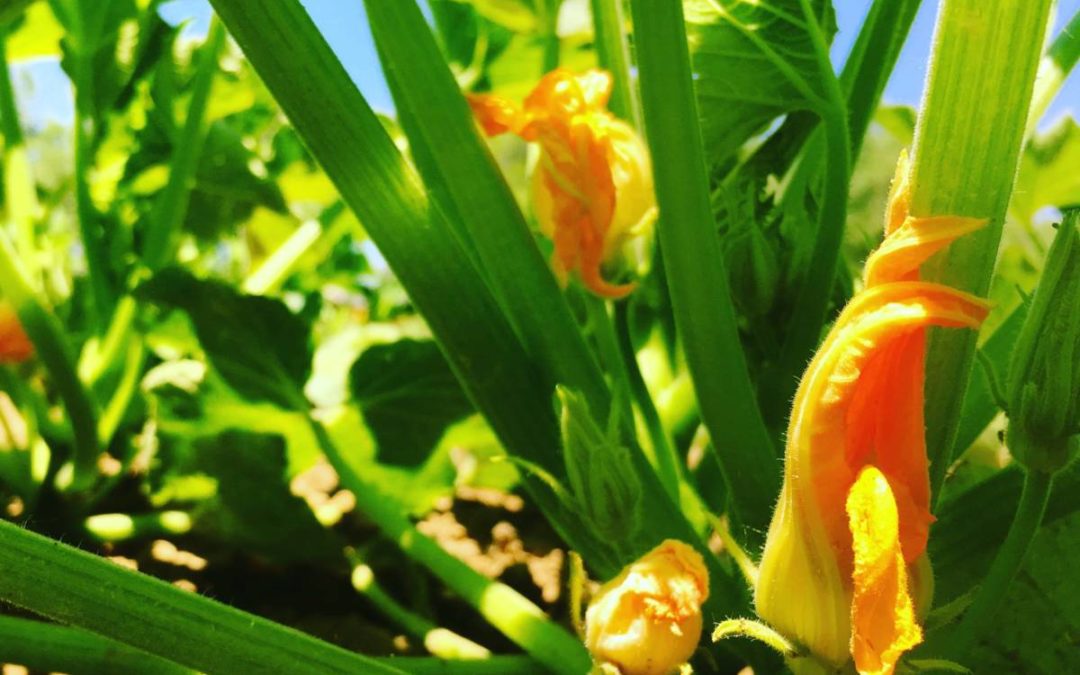 Summer Squash Blossoms Are Here — With Recipe