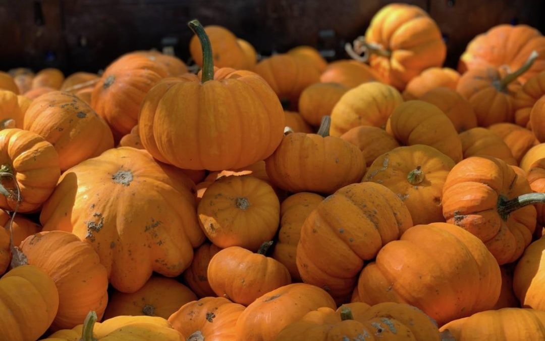 Baby Pumpkin Recipe + The Goods at the Market