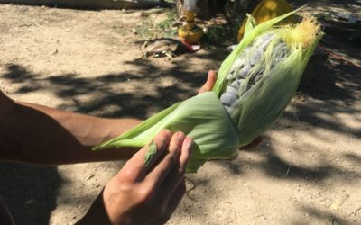 Corn Four Ways From Black Cat Farm