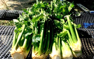 Celery is a Flavor-Packed Star at Black Cat Farm