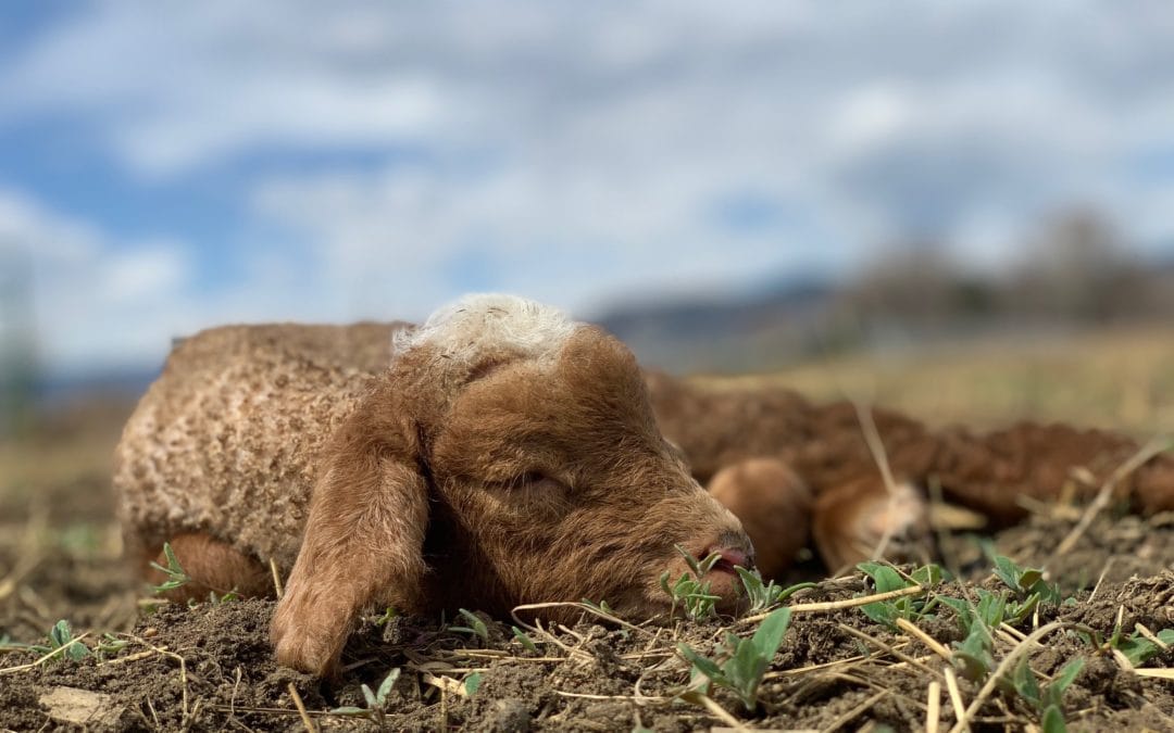 A lamb born in April on Black Cat Farm in Boulder, CO