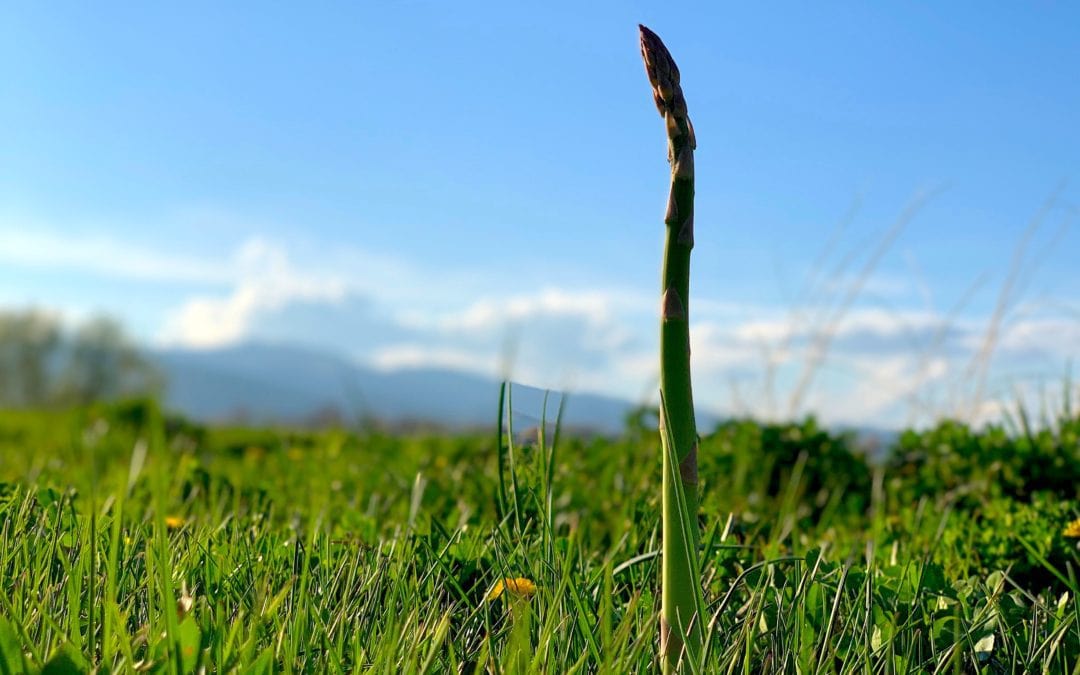 A spear of asparagus rising from a field at Black Cat Farm in Boulder, CO
