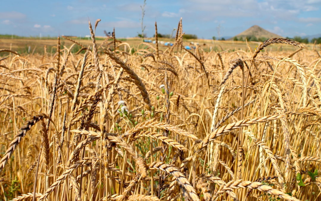 A field of wheat on Black Cat Farm in Boulder, Colorado