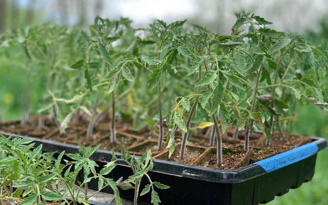 Tomato starts on Black Cat Farm in Boulder, Colorado