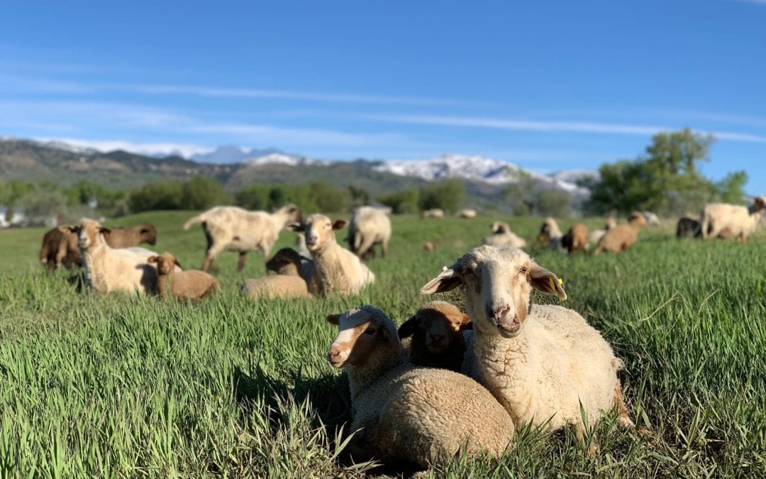 Sheep in a green field on Black Cat Farm in Boulder, CO