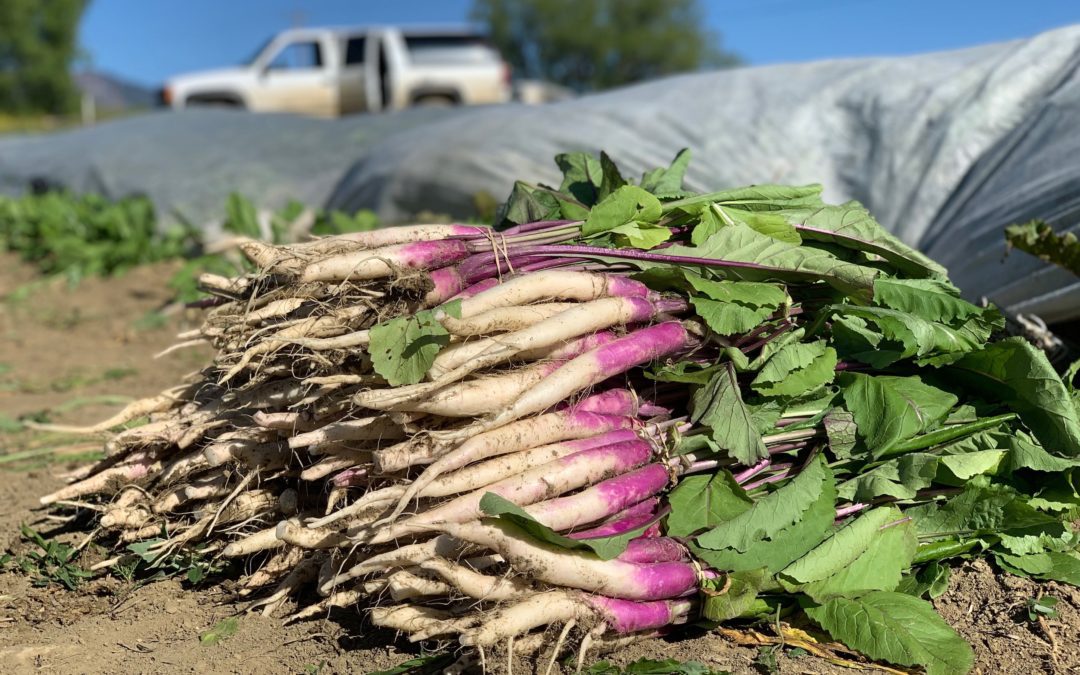 Hinoa kabu turnips in a field at Black Cat Farm in Boulder, Colorado