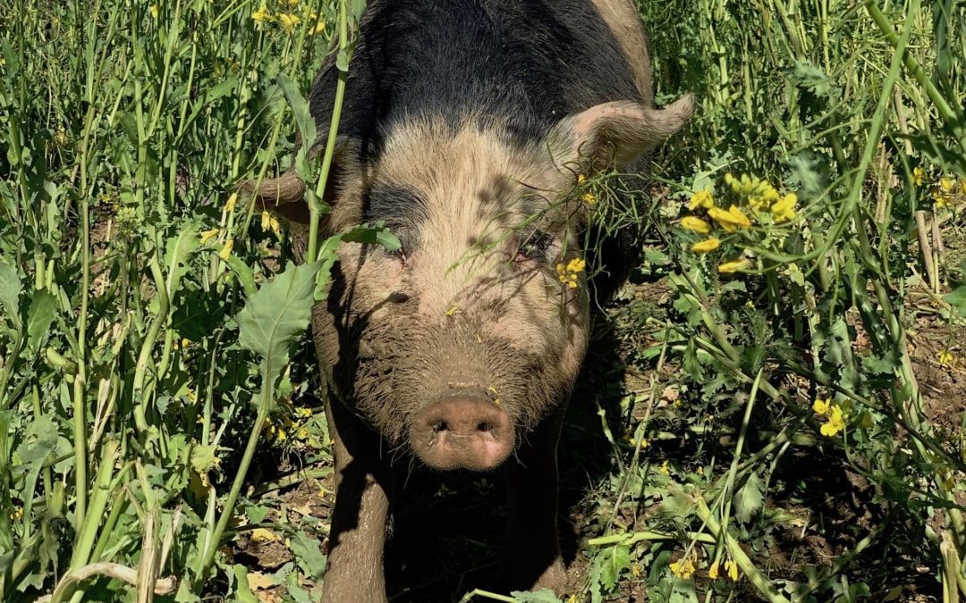 Pig Power + Saturday Market