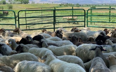 Taking Care of Sheep + Saturday Market