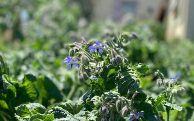Herbs & Flowers Brighten Life + Farmers’ Market