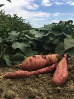 Sweet potatoes growing on Black Cat Farm in Boulder, Colorado
