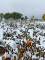 Tomatoes in a snowy field at Black Cat Organic Farm in Boulder, Colorado