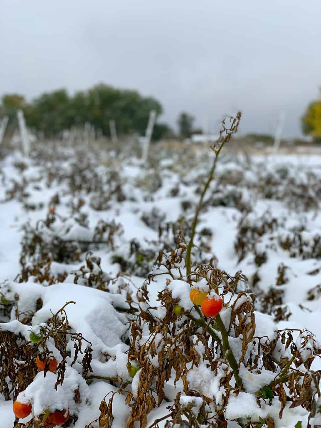 Tomatoes in a snowy field after a frost at Black Cat Organic Farm in Boulder, Colorado