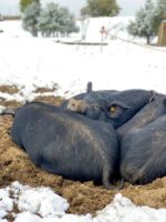 Pigs lying together in the snow at Black Cat Organic Farm.