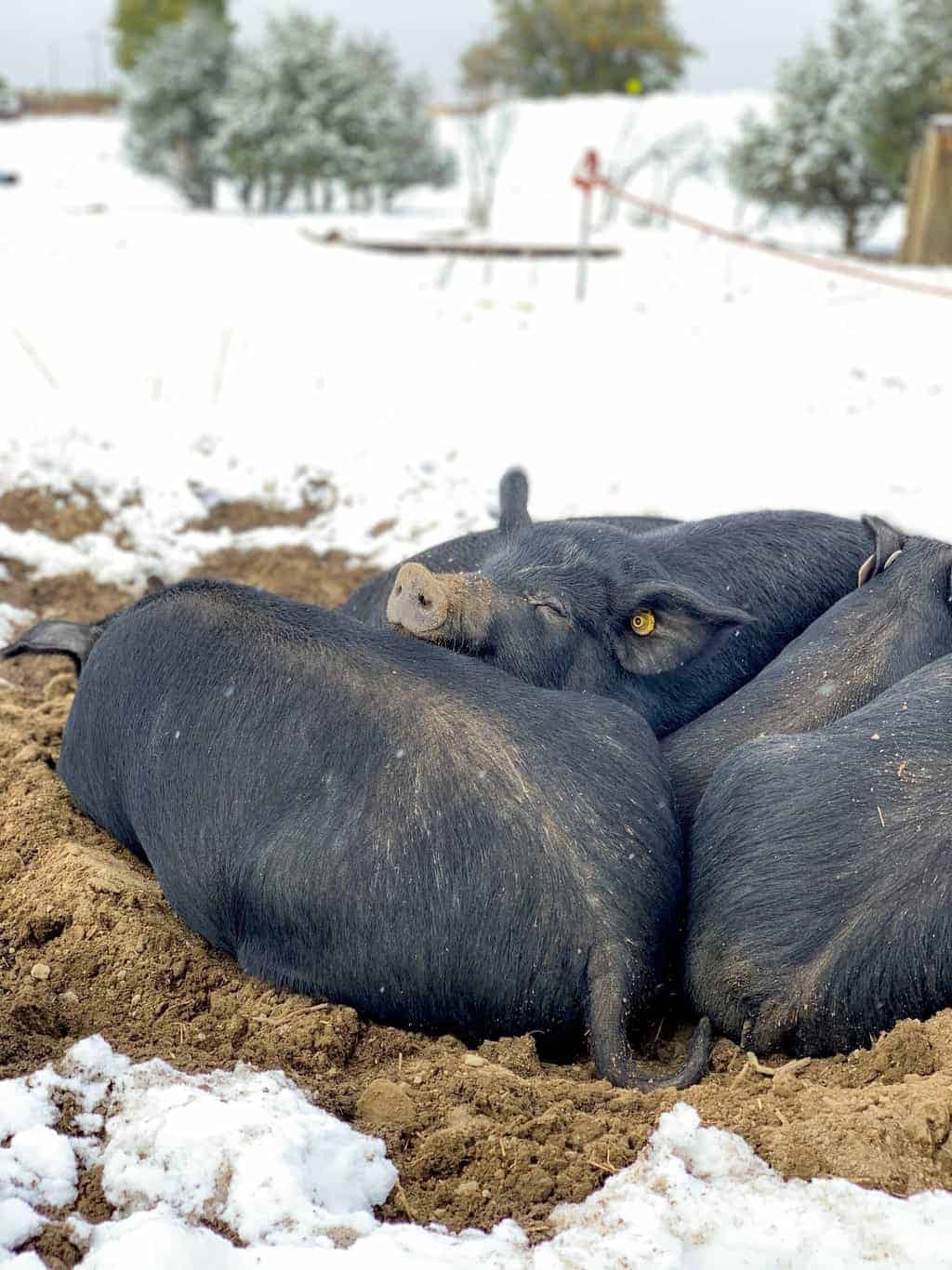 Pigs lying together in the snow at Black Cat Organic Farm after a the first hard frost of the season.