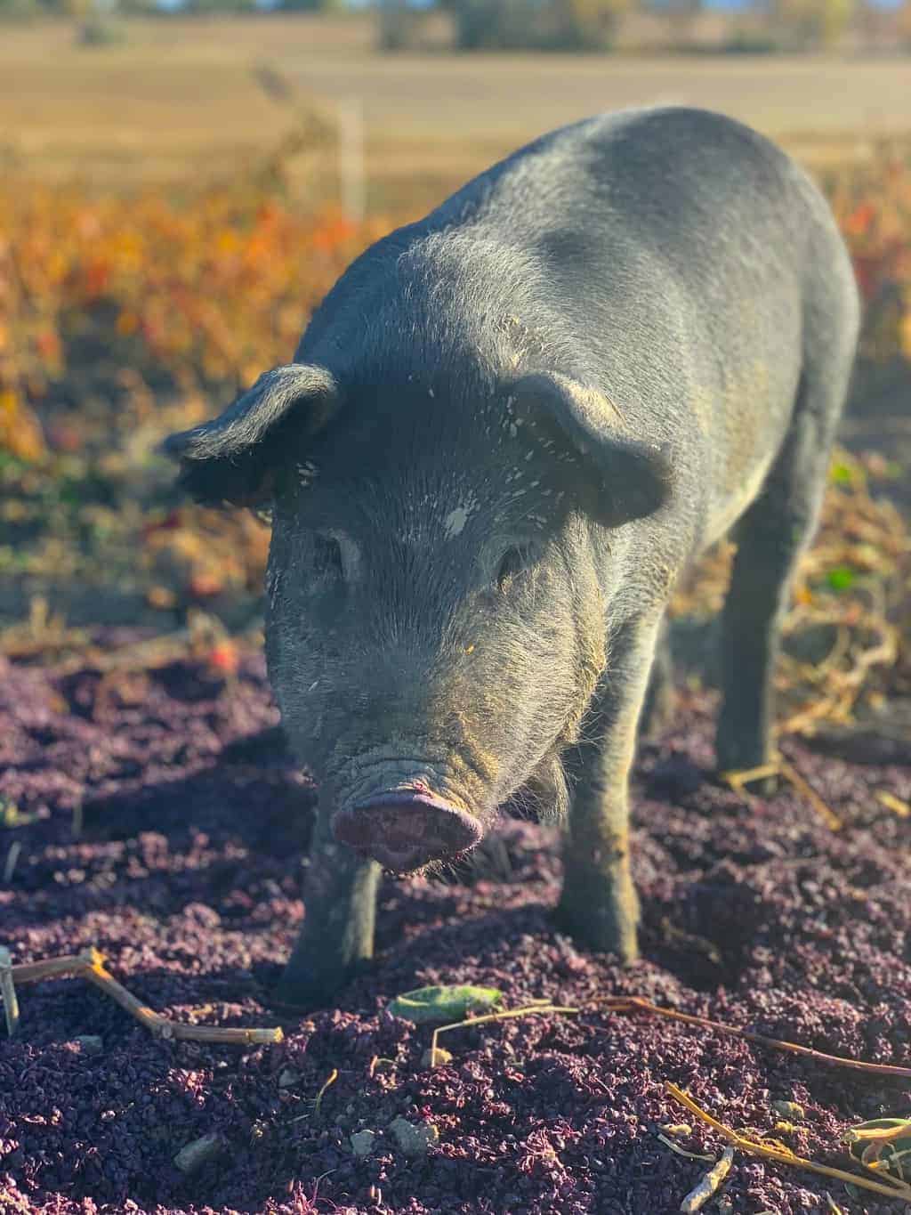 A pig at Black Cat Organic Farm in Boulder, Colorado savoring pomace from Bookcliff Vineyards in the fall.