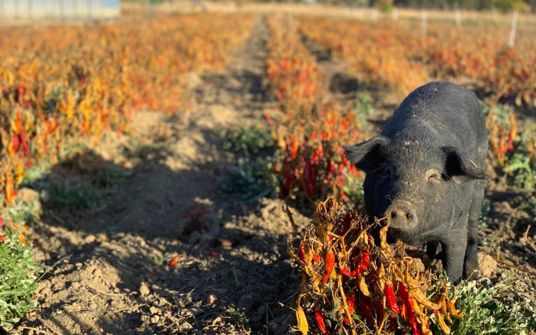 Mulefoot pigs at Black Cat Organic Farm are in pig paradise in the fall, when they have fields of peppers, tomatoes, eggplant and more to feast upon. This pig in a field is savoring the peppers.